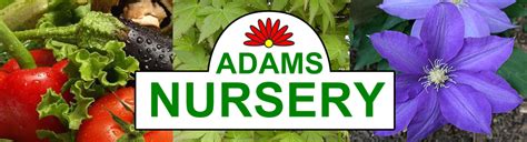 Adams nursery - Business Profile for Adams Nursery & Garden Center LLC. Plant Nursery. At-a-glance. Contact Information. 5799 Genesee St. Lancaster, NY 14086. Visit Website (716) 683-4885. Customer Reviews.